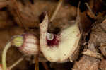 Virginia snakeroot